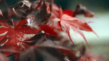 Angel_Guides  ।। Relaxing Sleep Music  ।। Meditation Music ।। beautiful mind