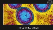 Top 3 chinese disease | corona virus | covid 19 | bird flu | swine flu | top 3 chinese virus