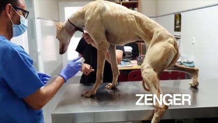 Dogs rescued after being bagged and thrown in river