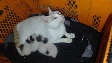 Yapışık dördüz kedi yavrularına cerrahi operasyon