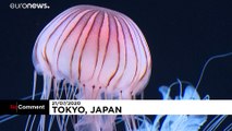 O aquário das medusas