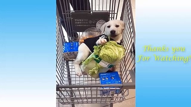 Cute Pets And Funny Animals Compilation // Compilación de mascotas lindas y animales divertidos