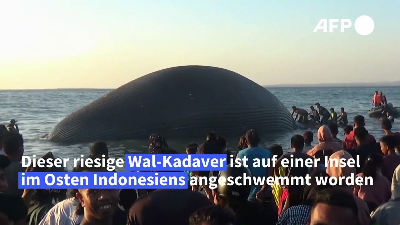 Riesiger Wal-Kadaver in Indonesien angeschwemmt