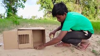 Pigeon Bird Trap with  Cardboard Box