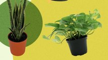These 10 Plants Can Actually Help Clean the Air in Your Home