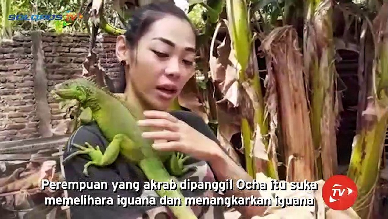 Ternak Iguana, Mudah dan Menguntungkan