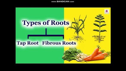 Types of Roots | Class 3-9 Science & Math 🌱