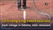 12-ft-long king cobra rescued from village in Odisha, later released