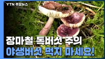 장마철 독버섯 주의...야생버섯 먹지 말아야 / YTN