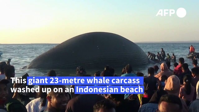 Giant whale washes up on Indonesian beach