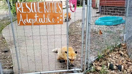 The foxes that go hehhehe