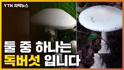 [자막뉴스] 둘 중 어느 버섯이 '독버섯' 일까요 / YTN