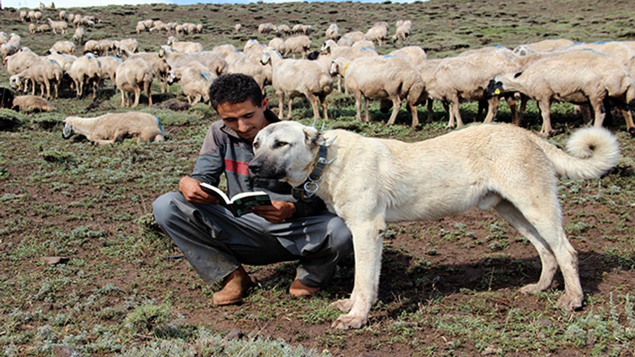 Umut çoban, Alzheimer'a umut oldu