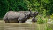 Assam Flood: Kaziranga National Park animals suffer