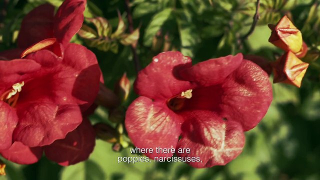 Desfile Dior Crucero 2021 - Entrevista con el artista Pietro Ruffo