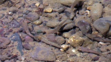 Akbalık yavrularının Munzur Çayı'ndaki yaşam mücadelesi görüntülendi - TUNCELİ