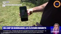 Normandie : La présence confirmée d'un loup fait paniquer les éleveurs