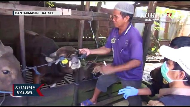 Panduan Pemotongan Hewan Kurban Selama Pandemi di Banjarmasin Wajib Terapkan Protokol Kesehatan