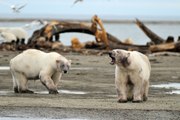 Los osos polares podrían extinguirse para el año 2100