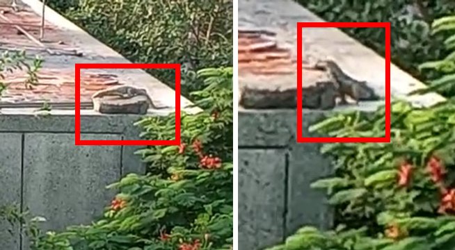 VIDEO: दिल्ली में प्राइमरी स्कूल की छत पर घूमते नजर आई ये बड़ी छिपकली, पकड़ से बाहर