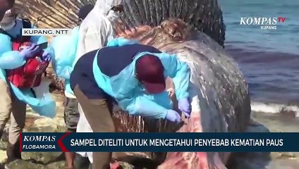 Download Video: Tim Dokter Hewan Selidiki Kematian Paus Yang Terdampar di Kupang