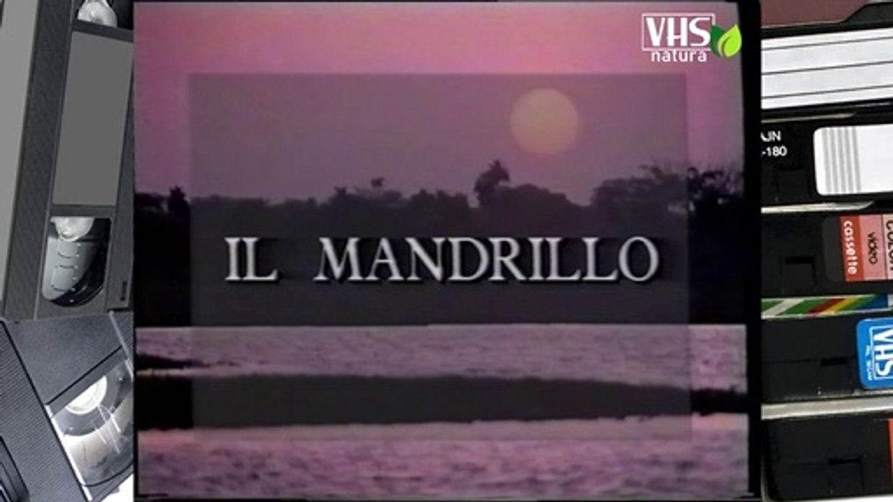 IL MANDRILLO