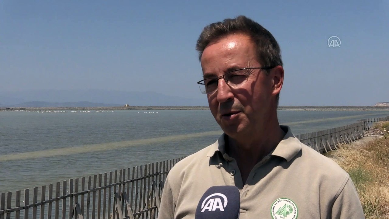 Kreşteki flamingo yavruları rüzgara karşı kanat çırpmaya başladı - İZMİR