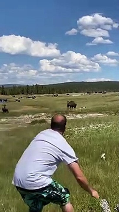 Elle a fait la morte pour éviter que le bison lui fasse du mal