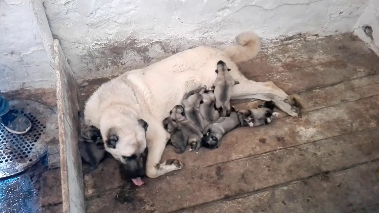 ANADOLU COBAN KOPEGi YAVRULARI MAMA SAATi - ANATOLiAN SHEPHERD DOG BREAKFAST PUPPiES
