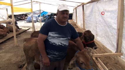Bu da maskeli kurbanlık...Maskeli dana hem güldürdü, hem mesaj verdi