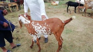 Beautiful Bahawalpori  Goat For Qurbani/warsi Brothers