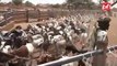 TABASKI 2020: attention aux moutons malades vendus !