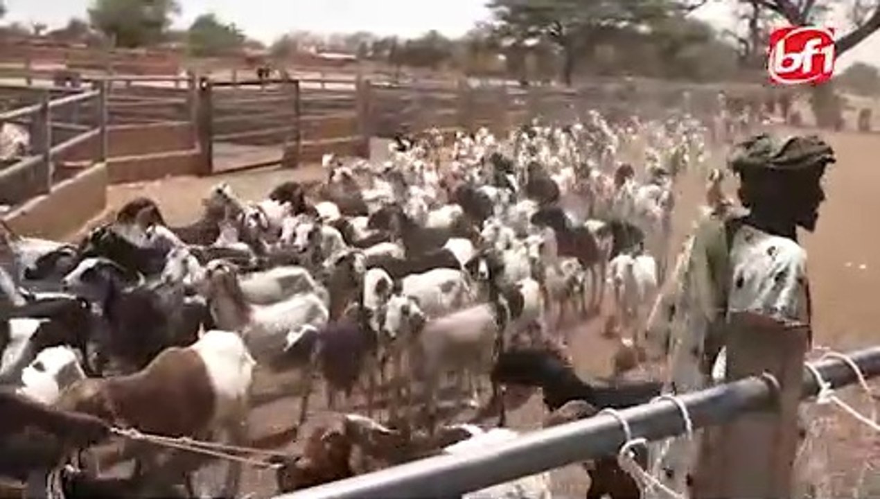 TABASKI 2020: attention aux moutons malades vendus !
