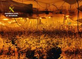 La Guardia Civil desmantela un invernadero de marihuana con más de 200 plantas en Fortuna