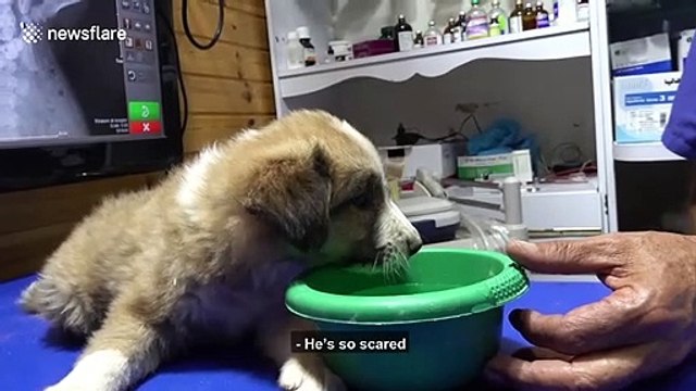 Injured puppy that couldn't walk rescued and treated in Jordan