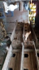 Pigeon feeding, কবুতরকে কি খাওয়াবেন -