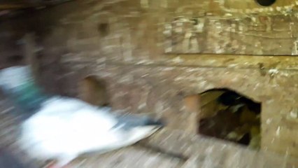 Pigeon farm , Pigeon Feed,  কবুতর খামার এবং সাথে কবুতর পালনের প্রাথমিক ধারণা