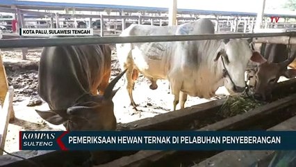 Pemerisaan Hewan Ternak di Pelabuhan Penyeberangan