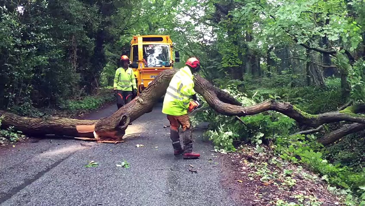 Fallen tree in Washington Lane, Euxton