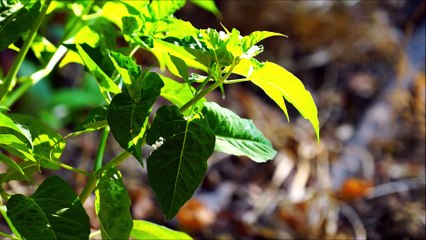 Oração de São José para as causas impossiveis
