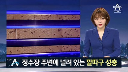 정수장 주변에 널려 있는 깔다구 성충…유충과 동일