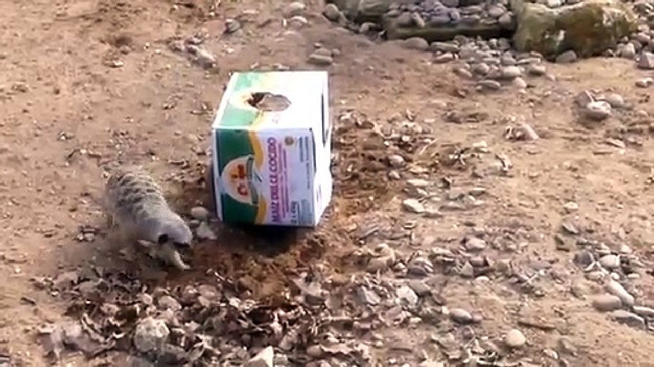 Meerkats Yorkshire Wildlife Park