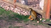 Squirrel monkeys Yorkshire wildlife park
