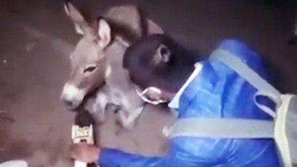 ஏன் மாஸ்க் அணியவில்லை ? கழுதையிடம் கேள்வி கேட்ட நிருபர்