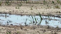 Reyhanlı Barajı göçmen kuşlara ev sahipliği yapıyor - HATAY