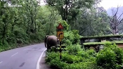 Elephant heard stops traffic after wandering onto highway in northern India