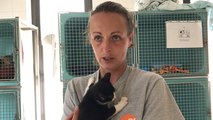 Le refuge SPA de Rennes déborde de chatons, entre abandons et conséquences du confinement