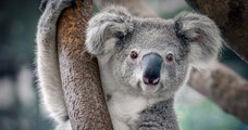 Depuis les incendies en Australie, les koalas et les marsupiaux sont en danger d'extinction