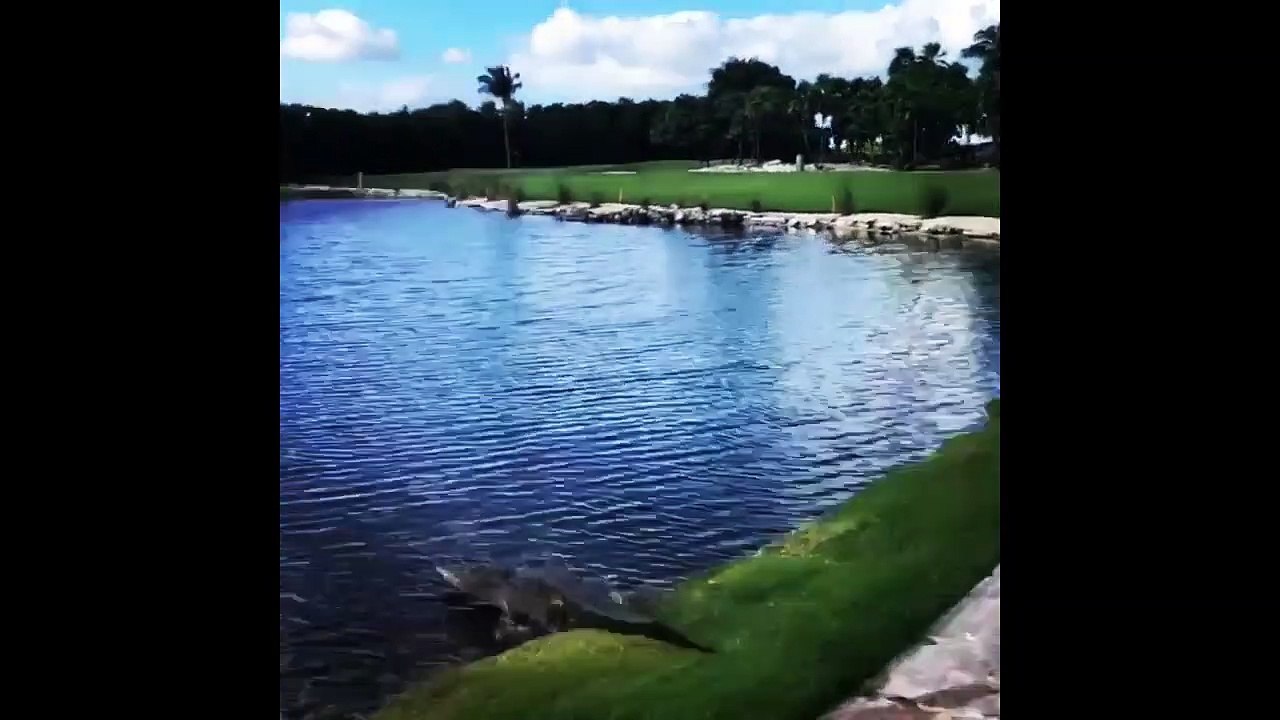 Animals golf course encounter Best videos #Tiger vs alligator, #alligator vs tiger,#anaconda, #caught on camera,#Africa, #Asia,#National Geographic, #Natgeo,#Animal Attack, #Discovery Channel,#Documentary