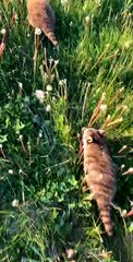 Walking with Rehabilitated Raccoons